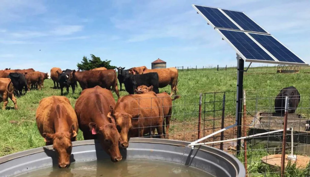 Livestock water supply from a solar pump